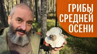 Грибы средней осени. Михаил Вишневский