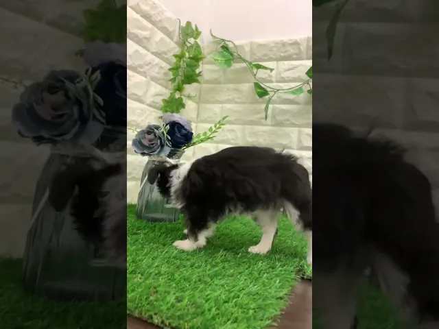 動画