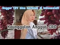 Download Lagu Keunggulan Anggur CRV/Carnival. Bisa Berbuah Lebat di Indonesia