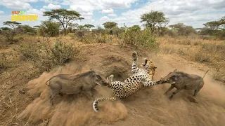 Leopard: Sudden Ambushes by the Most Dangerous Predator in the Wild || Wildlife Documentary