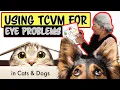 Common Eye Conditions in How to Treat Using TCVM