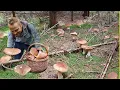 Download Lagu HOUBY 2025 - GIGANTICKÉ Hřiby rostou jako šílené! EXTRÉMNÍ Houbaření!! Tohle jste ještě neviděli !!