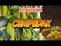 Tips Mudah Pohon Cempedak Berbuah Lebat