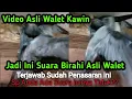 Lagu Video Asli Walet Kawin Beserta Suara Walet Asli Birahi