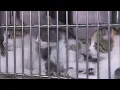 Sioux Falls Area Humane Society at capacity for cats