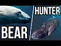 Download Lagu These 7 Predators Hunt The Exact Opposite To What You Think They Do
