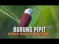 Download Lagu Burung Pipit: Dari Kehidupan Liar Hingga Peliharaan