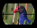 Download Lagu SARANG MANDAR BIRU DI RAWA INI. BERBURU BURUNG MANDAR BIRU