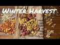 Download Lagu Harvesting Chinese Artichoke, Harvesting Turmeric, Harvesting Ginger, Harvesting Oca