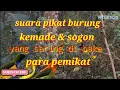 Lagu suara pikat burung. kemade \u0026 sogon yang sering di pake para pemikat
