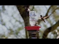 Download Lagu Kolibri - Flugfreudiger Annas Hummingbird in Slow Motion im Cabeza Prieta - www.wilde-weite-welt.de