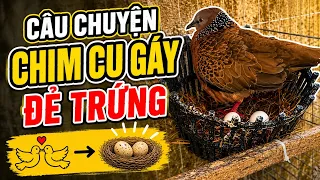Ghép chim gáy sinh sản, câu chuyện hy hữu @cucutv9029