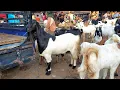 Download Lagu Full Indukan Jumbo Super Harga Murah Pasar Kambing Purwantoro