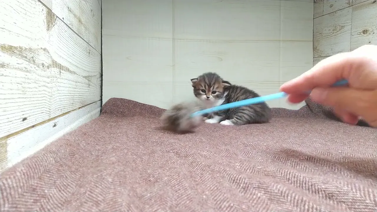動画