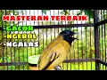 Download Lagu PANCINGAN KUTILANG SUTRA GACOR @AnakDesaKicau