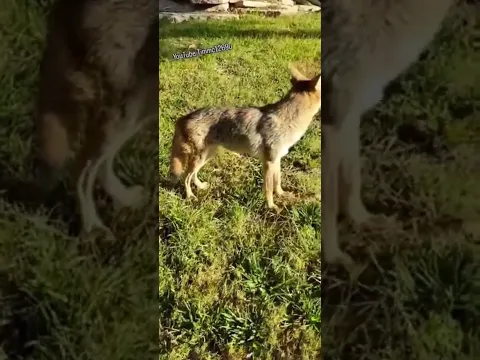 SKITTISH CRITTER! #weavethecoyote #wildlife #dog #animals #cute #love #coyote #foodie #food #happy