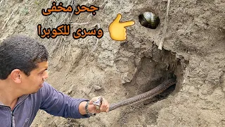 صيد 2 كوبرا احدهما دخلت فى جحر مخفى وسرى لايخطر على بال انسان مع احمد الدكرونى 