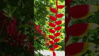 St Lucia Must See Stops!   #sailing #stlucia