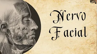 Nervo Facial | Prof. Eduardo Beber - Anatomia/UFES