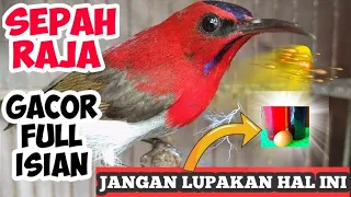 Download CARA MERAWAT BURUNG KOLIBRI SEPAH RAJA BAHAN AGAR CEPAT GACOR MP3