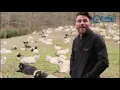 Keçilere Türkü Söyleyen Çoban - Armutun dali uzun