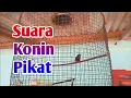 Download Lagu Suara asli konin pikat ampuh