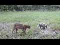Bobcat vs Possum May 2023