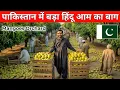 Download Lagu Biggest Hindus Mango Orchard in Pakistan 🇵🇰