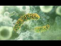 Download Lagu Explainer: What is Listeria, and how serious is the illness it causes?