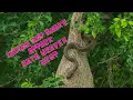 Indian Rat Snake attack Baya Weaver nest
