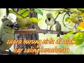 Download Lagu suara sirtu/cipoh ribut di alam liar.untuk mengembalikan sirtu drop/macet agar segera gacor kembali
