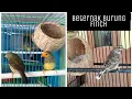Download Lagu Beternak Burung Finch Kenari Sanger Dengan Sarang Rotan #TantinStore#