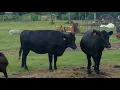 The Cattle Range Listing 908C247-201