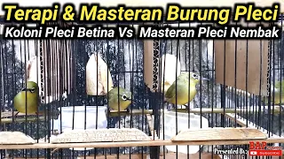 Download TERAPI DAN MASTERAN BURUNG PLECI MP3