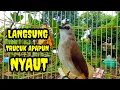 Lagu Suara burung trucukan gacor memanggil lawan Pancingan trucuk betina memanggil jantan agar bunyi