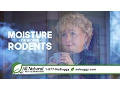 Cold Wet Weather Brings Moisture Rodents