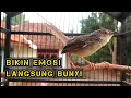 Bikin Langsung Nyaut !!! Pancingan Cigun Bahan Agar Bunyi Paling Ampuh