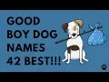 Good Boy Dog Names - 42 AMAZING IDEAS Names