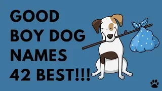 Good Boy Dog Names - 42 AMAZING IDEAS Names