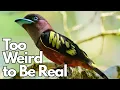 Download Lagu 15 vreemdste vogelsoorten van Sumatra waarvan je het bestaan ​​niet gelooft