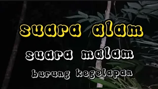 suara alam desaku suara burung kelong wiwi suara yang terdengar sewaktu waktu 