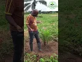 Download Lagu Cara mengelola perkebunan kelapa sawit secara efisien #agriculturalsolutions #africanfarming #farmafrica