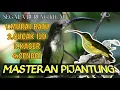 Download Lagu MASTERAN PIJANTUNG cocok untuk burung kicau |• jernih gampang masuk