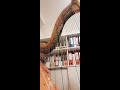 Sirin Pancaroglu-"Epilogo" / Enrique Granados