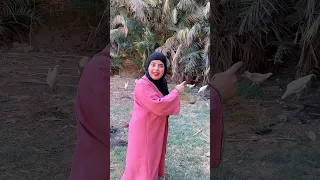 همسه منتظره الدجاجة تبيض وتاخذ البيضه تاكلها 