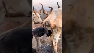 الهنود يتباركون ببول البقره India 