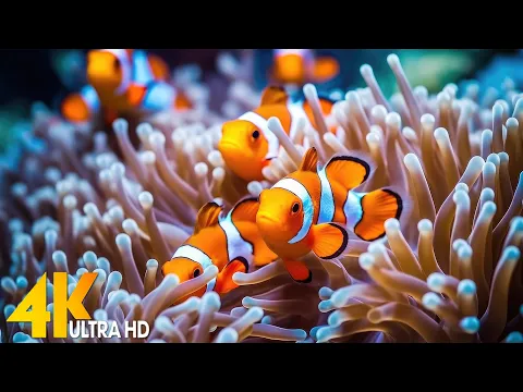 Download MP3 Aquarium 4K VIDEO (ULTRA HD) 🐠 Beautiful Coral Reef Fish - Relaxing Sleep Meditation Music #113