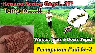 Download Waktu yang Tepat Pemupukan Padi yang Kedua (ke-2). Jenis dan Dosis Pupuk yang Tepat untuk Padi MP3