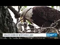 White Rock Lake has three new eaglets