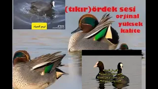 صوت دجاج ماي وحذاف شتوي شغله ودعيلي اخوكم زيوني الصياد الاك وشتراك بل قنات 